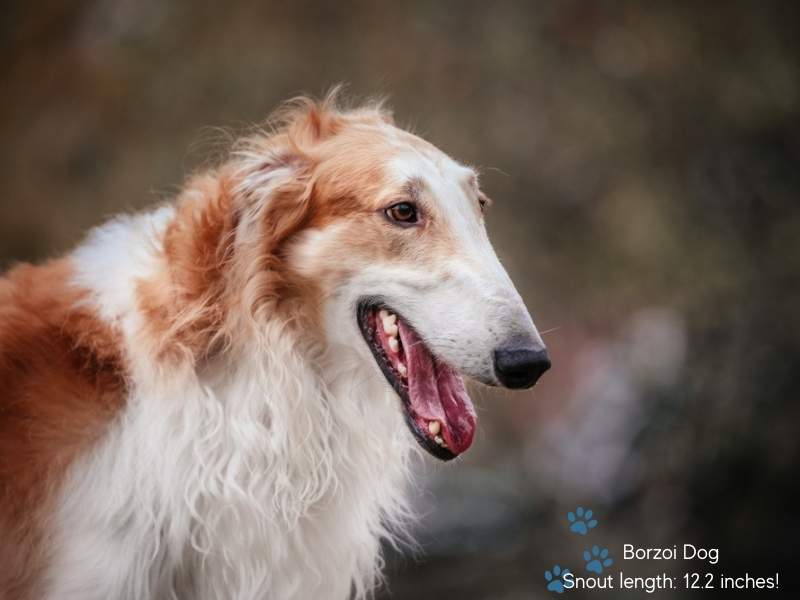 Dogs with long snouts - Borzoi