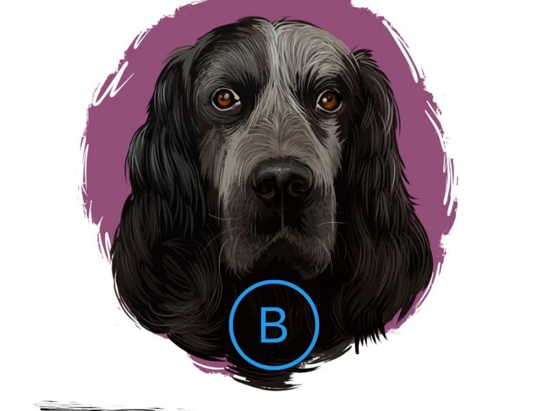 dog breeds that start with B