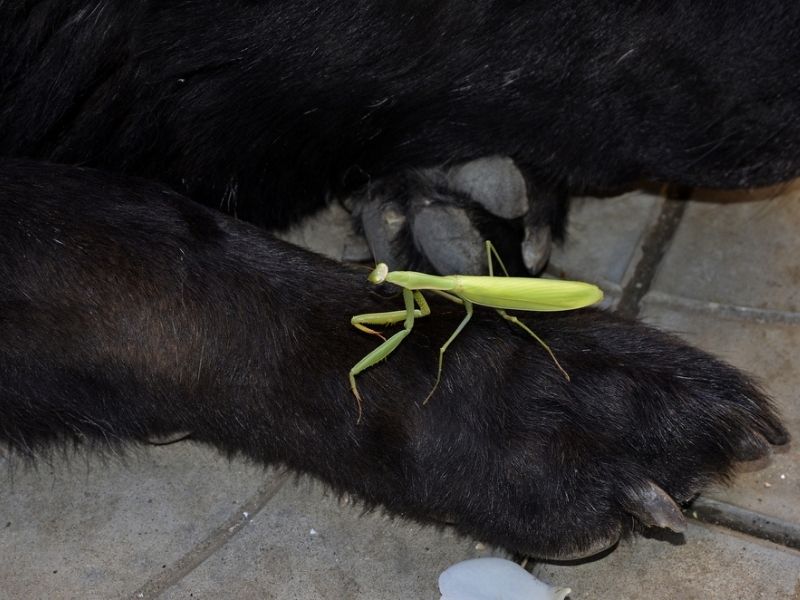 is praying mantis harmful to dogs
