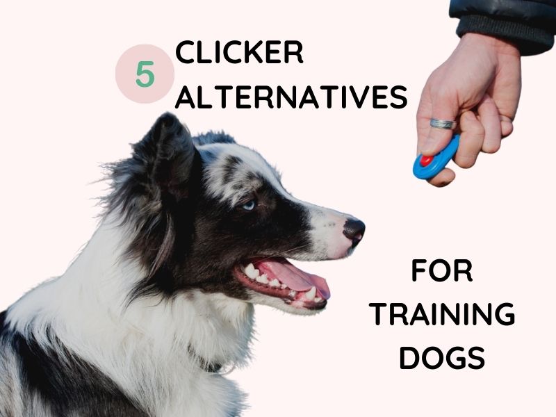 Clicker alternatives for training dogs