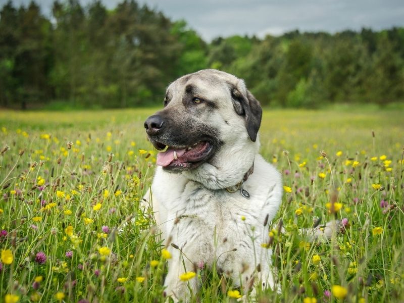 Dogs with double dew claws - Anatolian Shepherd