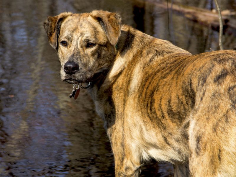 A Catahoular german shepherd by the river