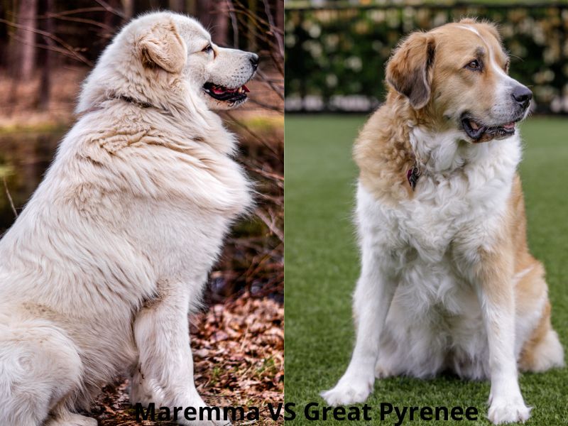 Maremma and Great pyrenee sitting at the park