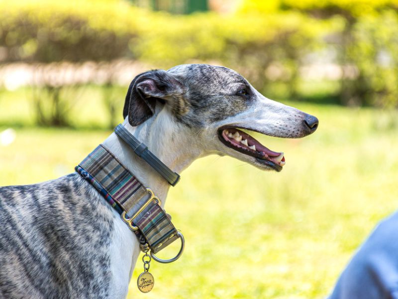 Greyhound at the park