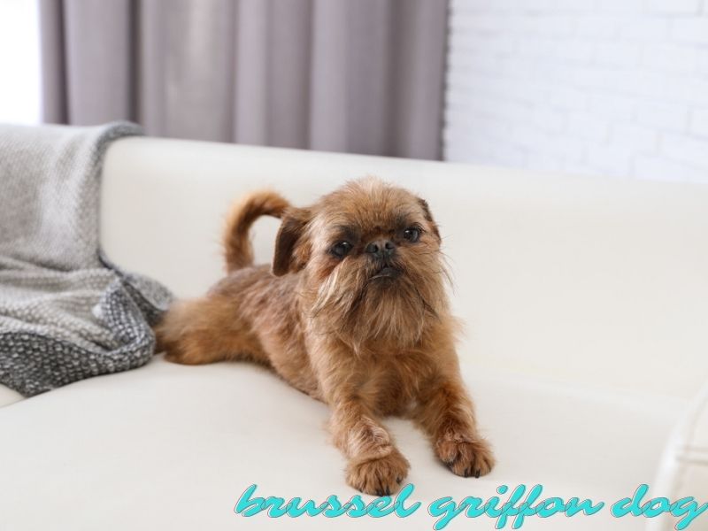 Brussel griffon dog a low shedding breed on the couch.