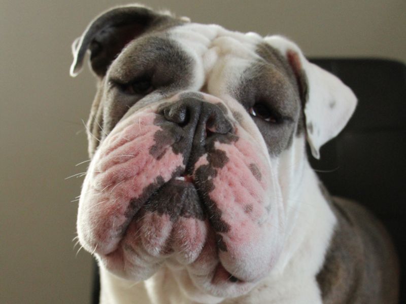 A dog with anaphylaxis swollen on the face