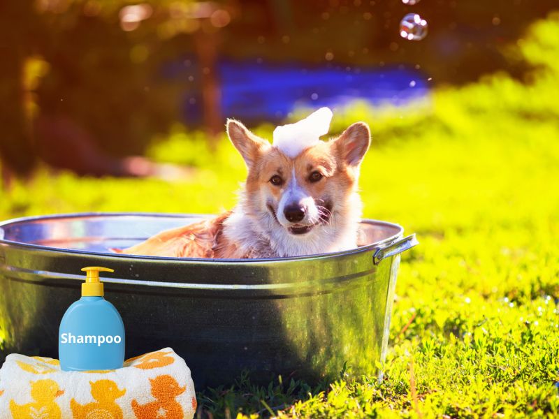 A dog bathing outdoors