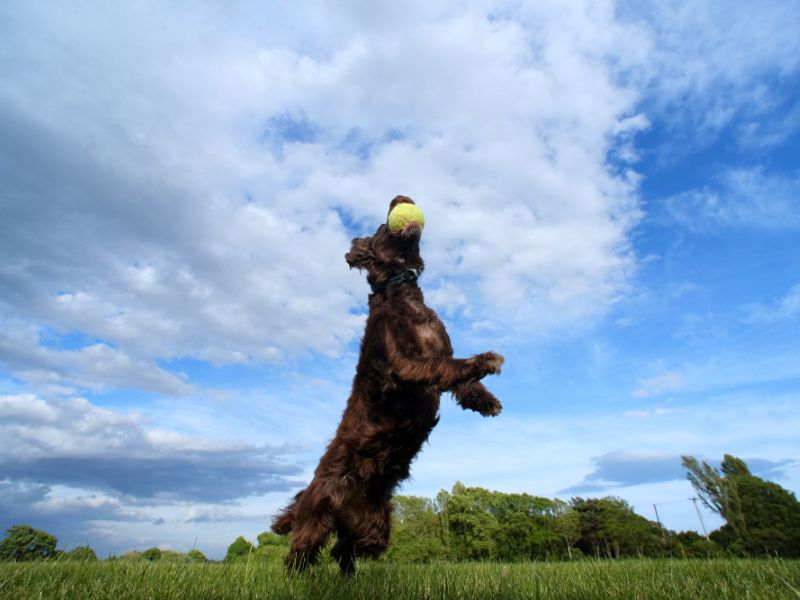 A dog catching a tennis ball