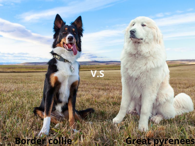 The parents of border collie great Pyrenees mix