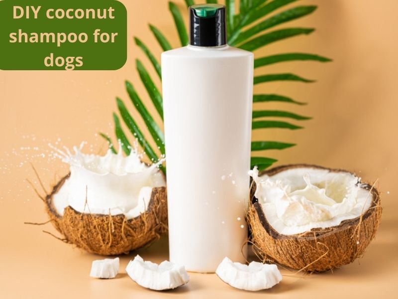 Homemade coconut shampoo for dogs