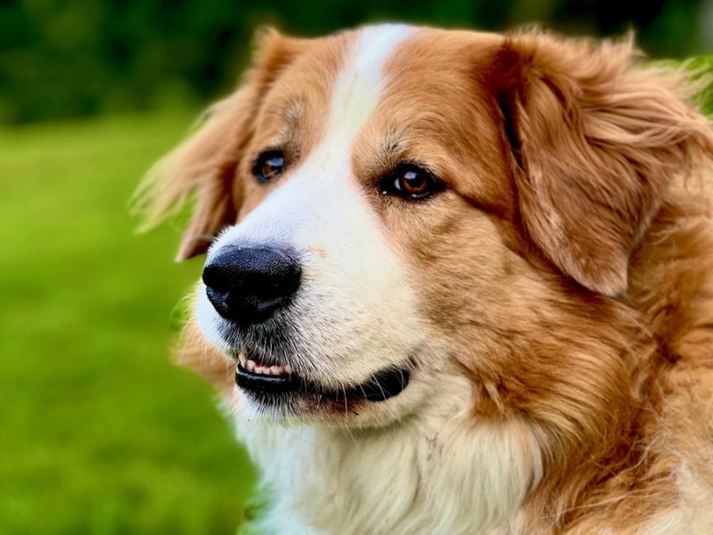 The great Pyrenees Bernese mountain breed