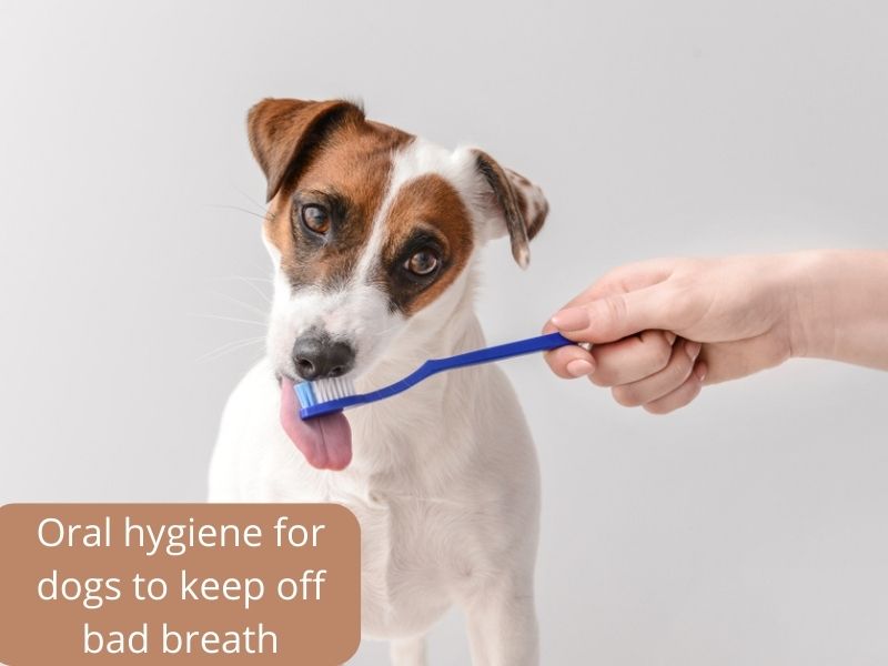 Owner brushing her dog for a fresh breath