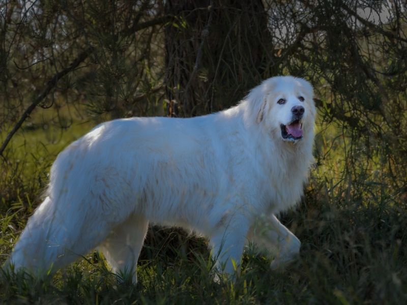 The great Pyrenees in the forest