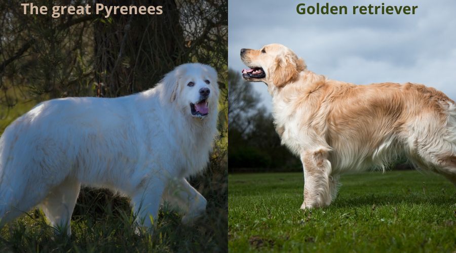 The great Pyrenees vs Golden retriever