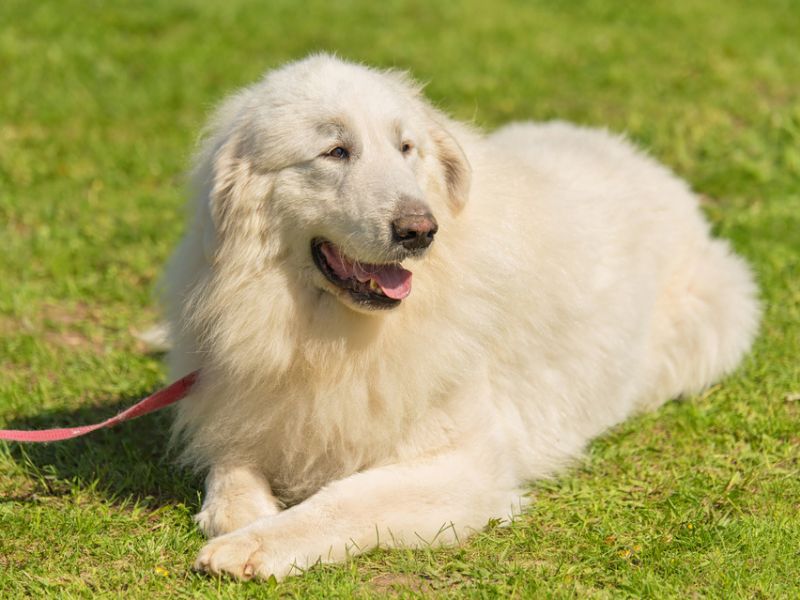 The great Pyrenees lying on grass