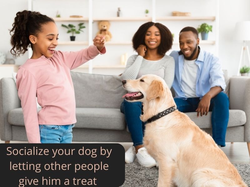 Socializing a dog with people by letting them reward him for staying calm around them.