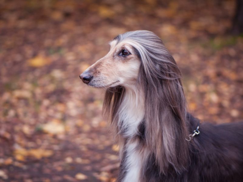 Afghan hound in the forest