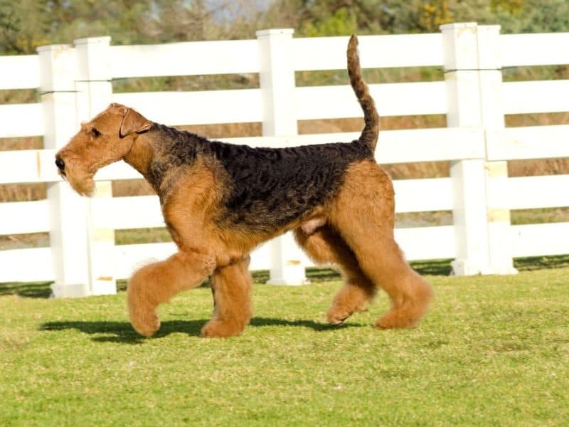 Airedale Terrier-Dogs with long snouts