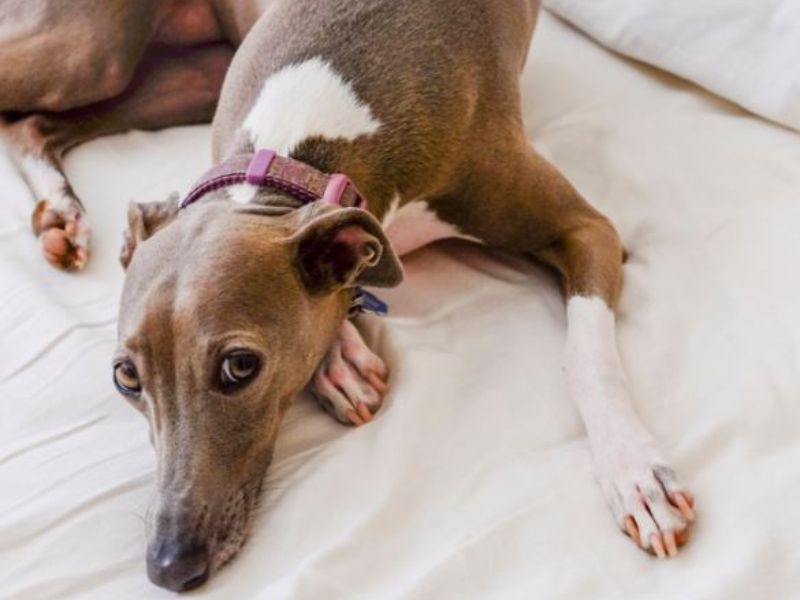 Italian greyhound-dogs with long snout