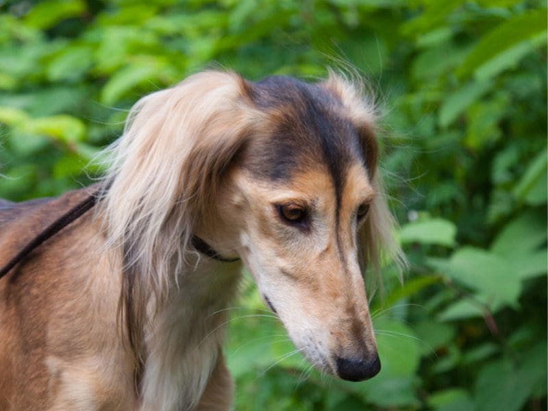 Saluki-Dogs with long snout