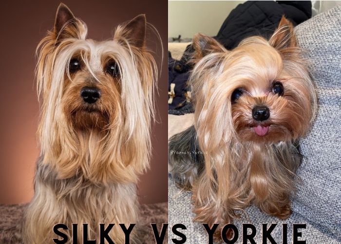 Silky terrier vs yorkshire terrier