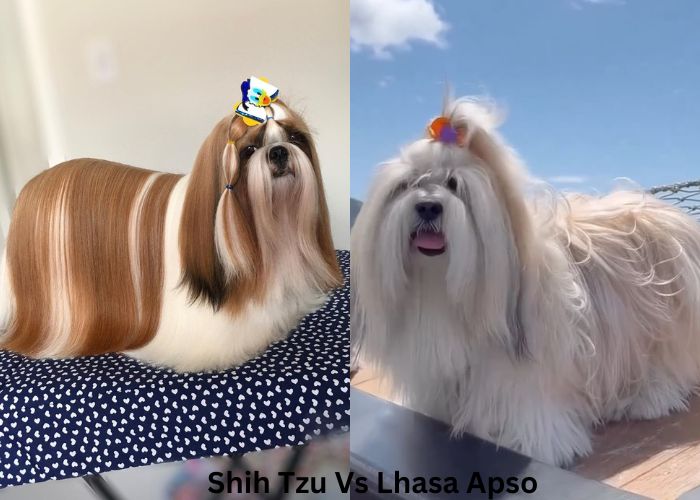 Shih Tzu vs Lhasa Apso